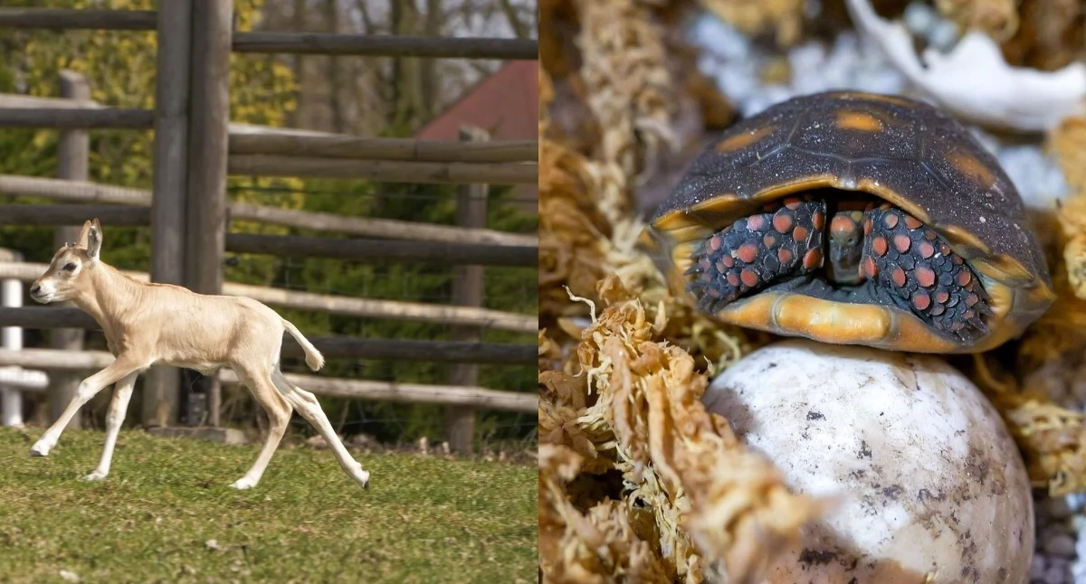 Radosne nowiny z płockiego ZOO! Na świat przyszedł oryks szablorogi, a ze skorupki wykluł się żółw żabuti czarny