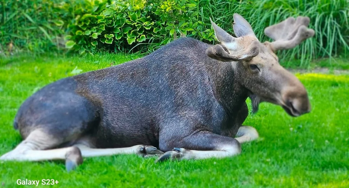 Łoś wpadł z wizytą na prywatną posesję. Do akcji ruszyli druhowie z OSP
