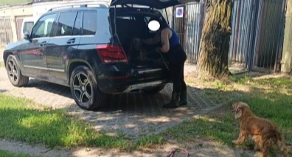 Dwa psy pozostawione w aucie. W środku temperatura sięgająca niemal 36 stopni Celsjusza! 