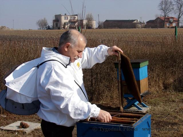 Kiedy budzą się pszczoły