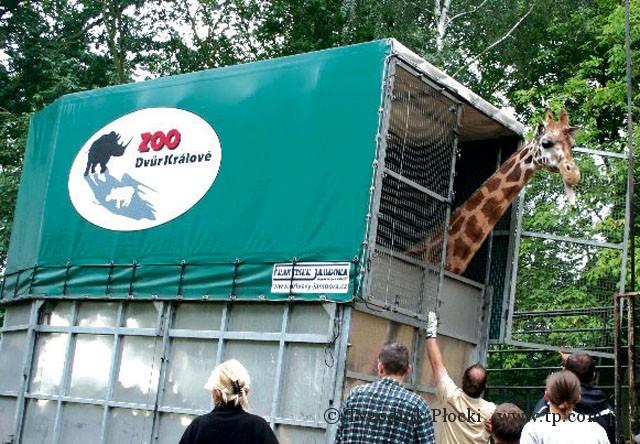 Żyrafa z płockiego zoo