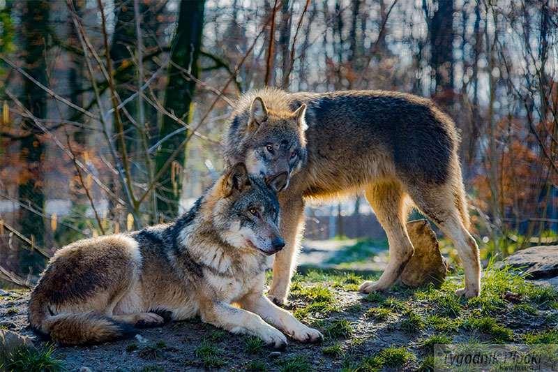 Uwaga na wilki!