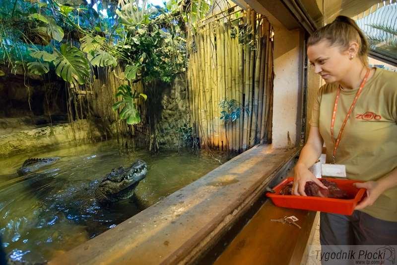 Wyjątkowe urodziny w ZOO. Najstarszy aligator w Europie kończy 89 lat
