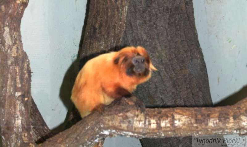 Lwiatki w płockim zoo