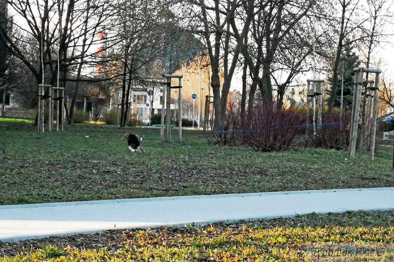 Uwaga, psia kupa!