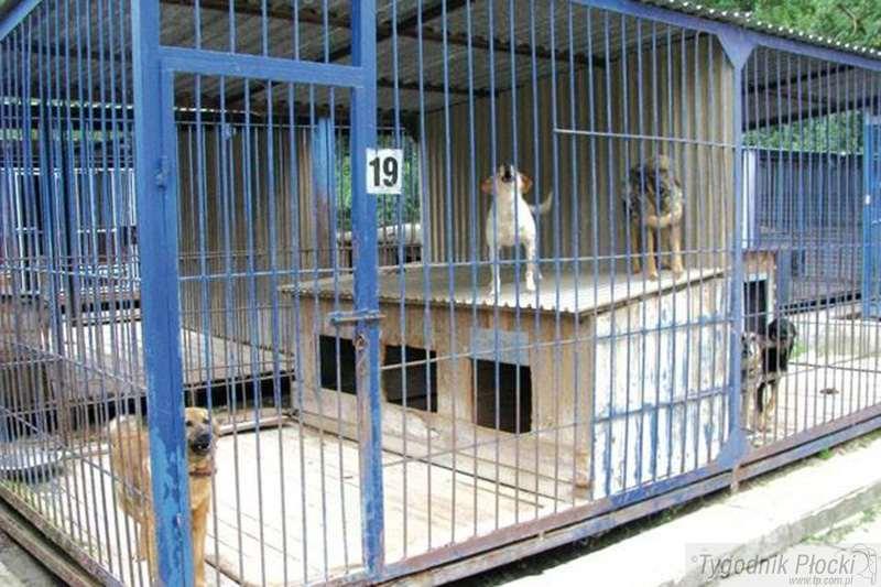 Zostań wolontariuszem w płockim schronisku dla zwierząt