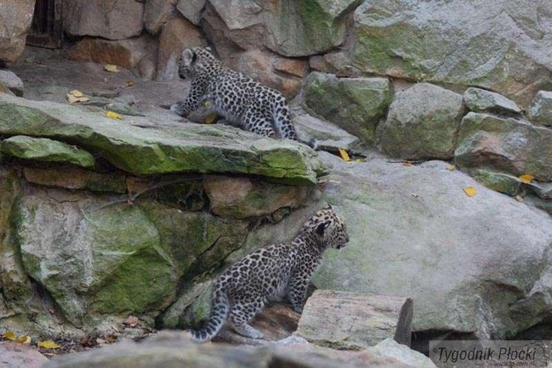 Nowe zwierzęta w płockim ZOO