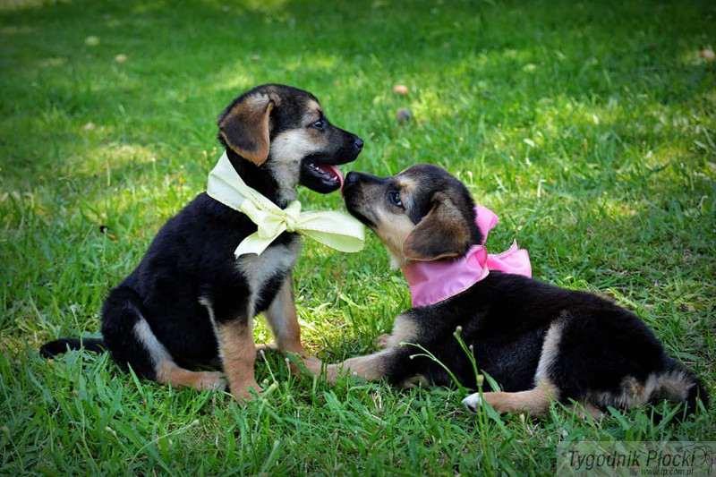 Kto je pokocha? Mabel i Wendy szukają domów