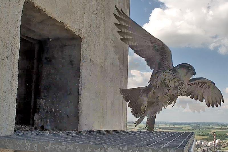 Raróg osiedlił się w płockiej rafinerii