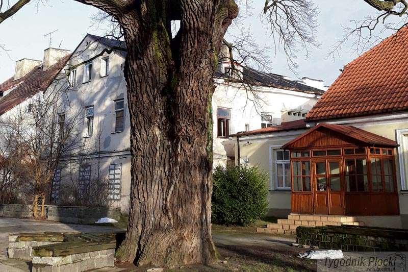 Mamy w Płocku 9 pomników przyrody