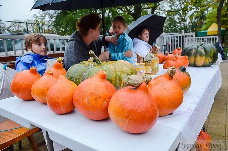 Festiwal Dyni w Ogrodzie Jordanowskim [ZDJĘCIA]