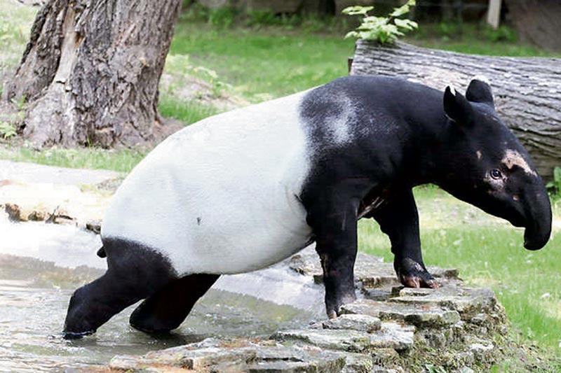 Biało-czarny unikat z trąbą w płockim zoo
