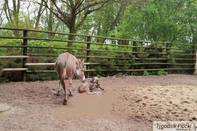 W płockim zoo urodził się osiołek somalijski
