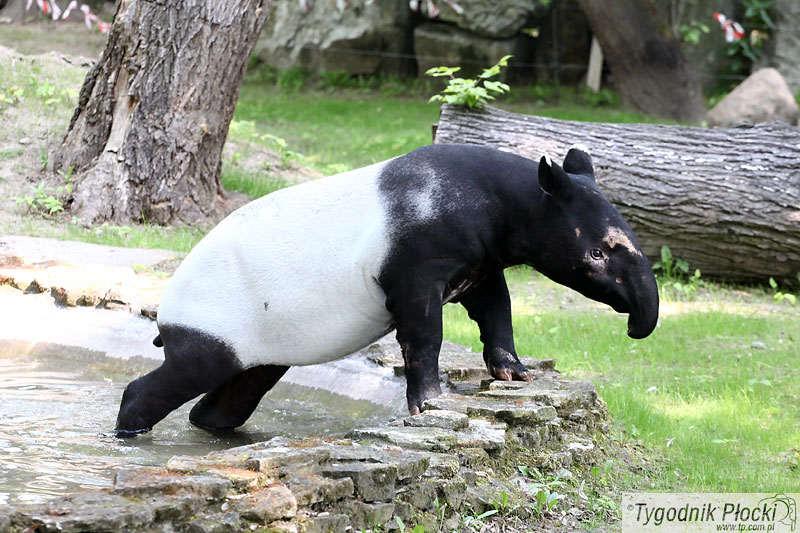 Tapir Malajski w płockim ZOO [FILM, ZDJĘCIA]