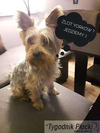 Zlot Yorków w Hotelu Kawallo