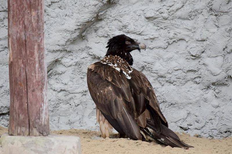 Dłuższy czas zwiedzania w płockim zoo i więcej atrakcji