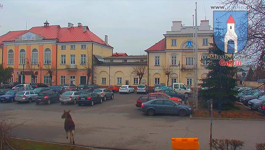 Łoś w Gąbinie [FILM]