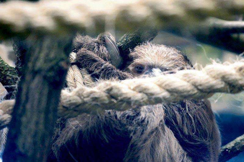 Mamy nową atrakcję w płockim zoo