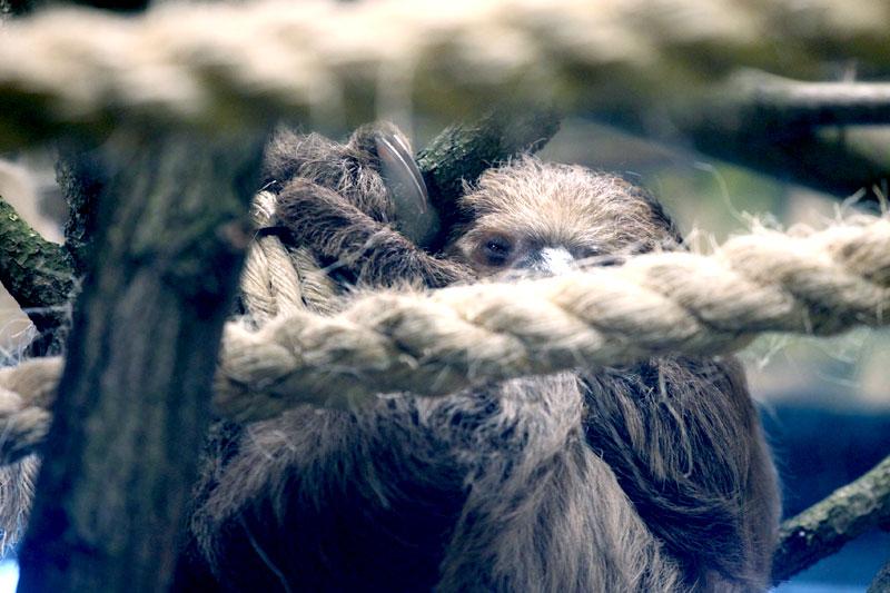 Nic ich nie porusza, leniwce w płockim zoo [ZDJĘCIA]