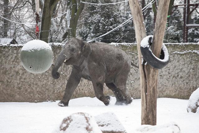 Zoo nie śpi zimą