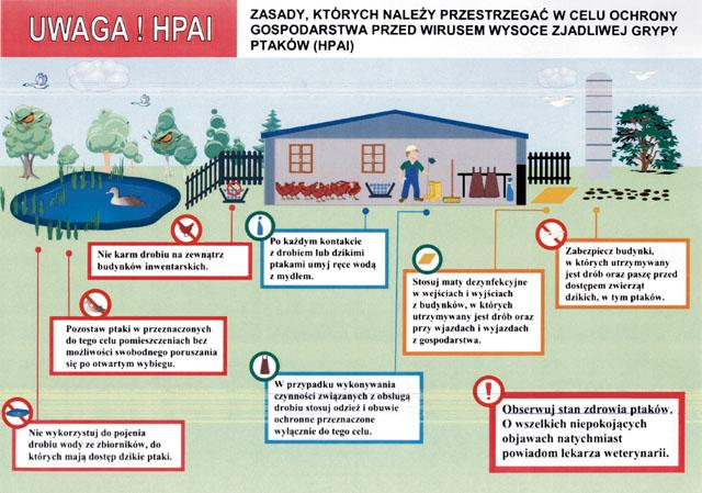 Wirus ptasiej grypy. Zjadliwy i śmiertelny