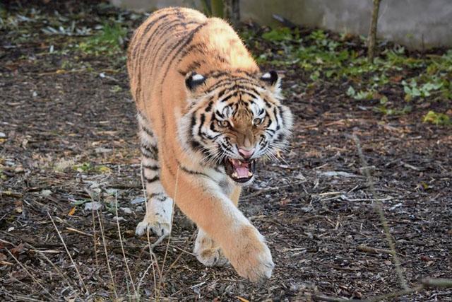 Inwazja nowych zwierząt w zoo