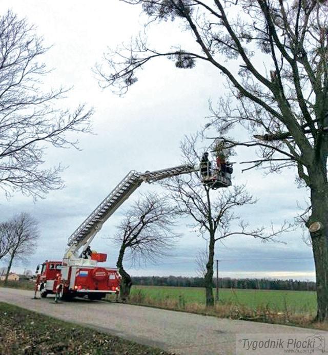 Walczą z konarami