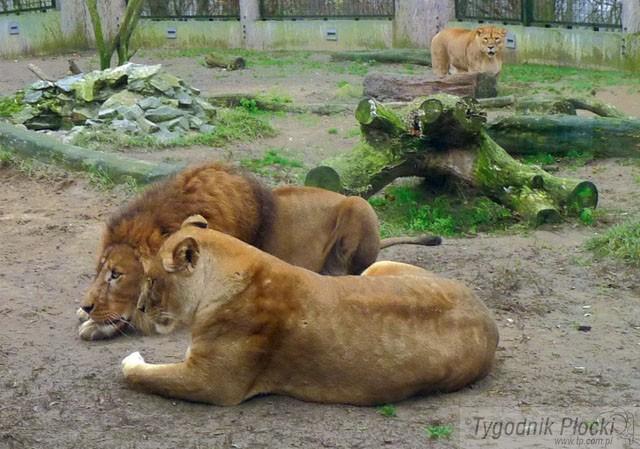 Cuda w płockim zoo