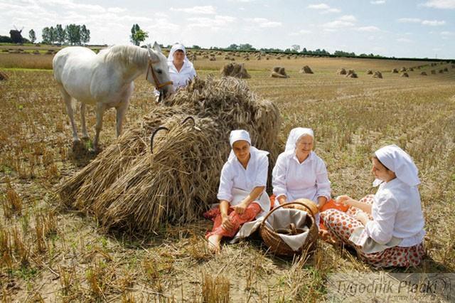 Żniwujemy w skansenie