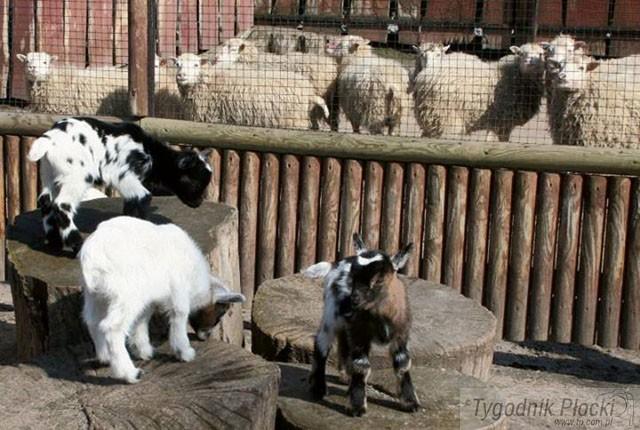 Mućka atrakcją ZOO 