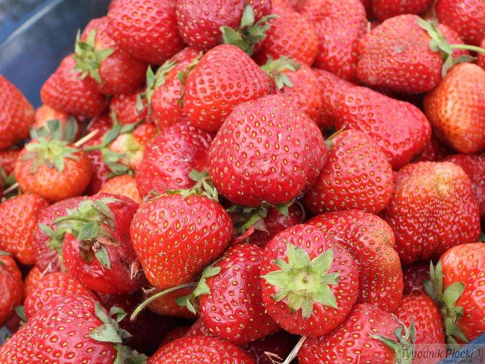 Zakończenie sezonu truskawkowego w Lwówku