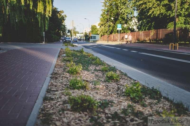 Nasadzenia zieleni na ul. 3 Maja