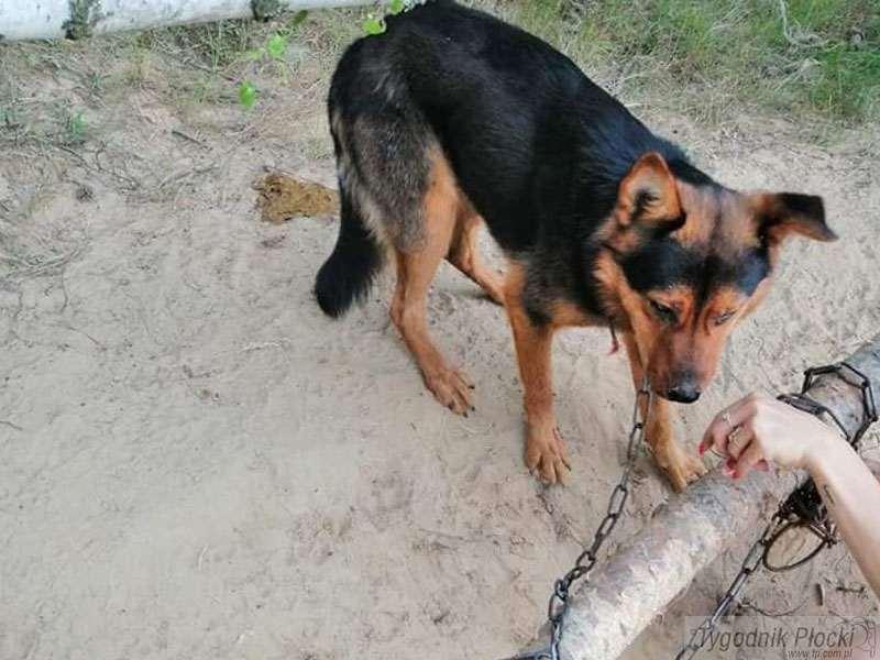Zwyrodnialec, który przywiązał psa do drzewa poszukiwany!
