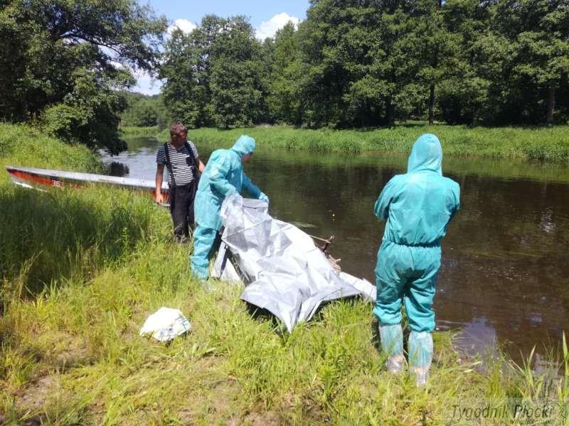 Wyłowili martwego dzika. Zostanie zbadany