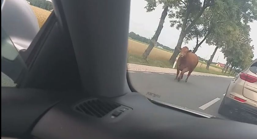 Nietypowy użytkownik drogi [FILM]