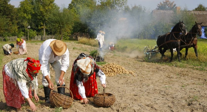 Coroczne święto ziemniaków. W niedzielę w Sierpcu