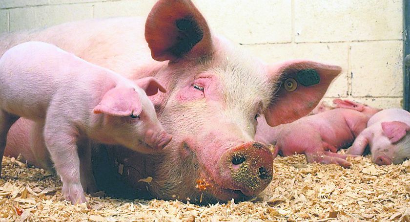 Już nie tylko dziki są zarażone - wirus u świni