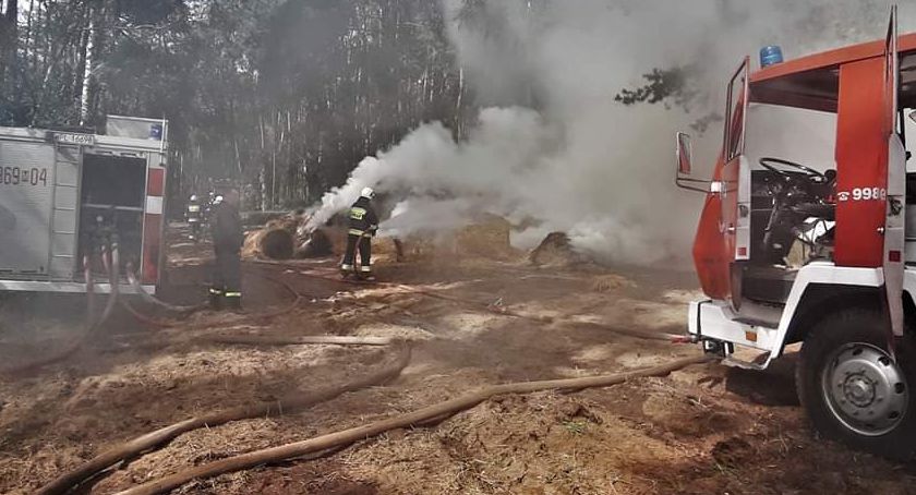 Pożar w Izabelinie. Strażacy uratowali las