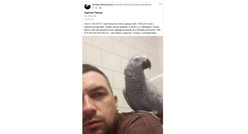 Uciekła papuga. Pomożecie ją znaleźć...