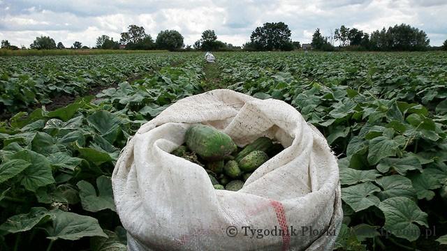 Ogórki w cenie - plantatorzy zadowoleni 