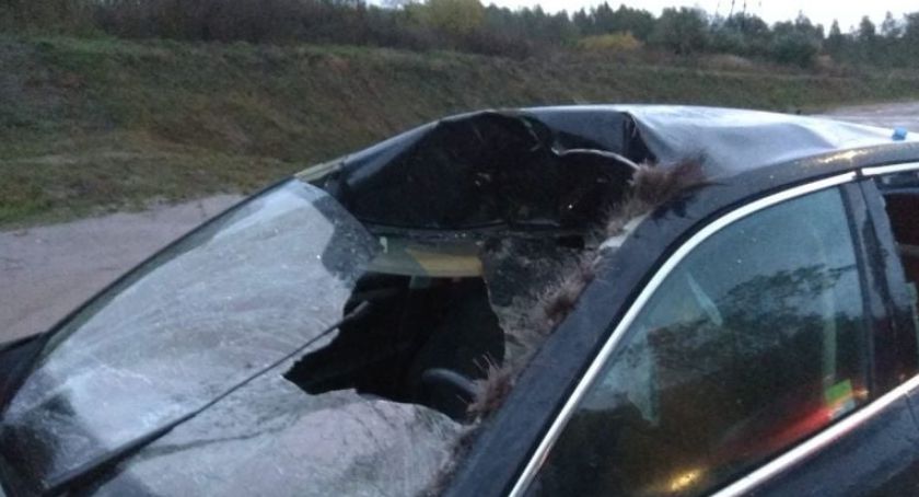 Łoś spowodował wypadek. Coraz więcej zwierząt przy ruchliwych drogach 