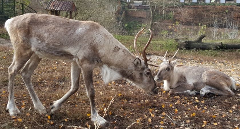 Reni i Ferek z płockiego ZOO zapraszają dzieci do udziału w wydarzeniach