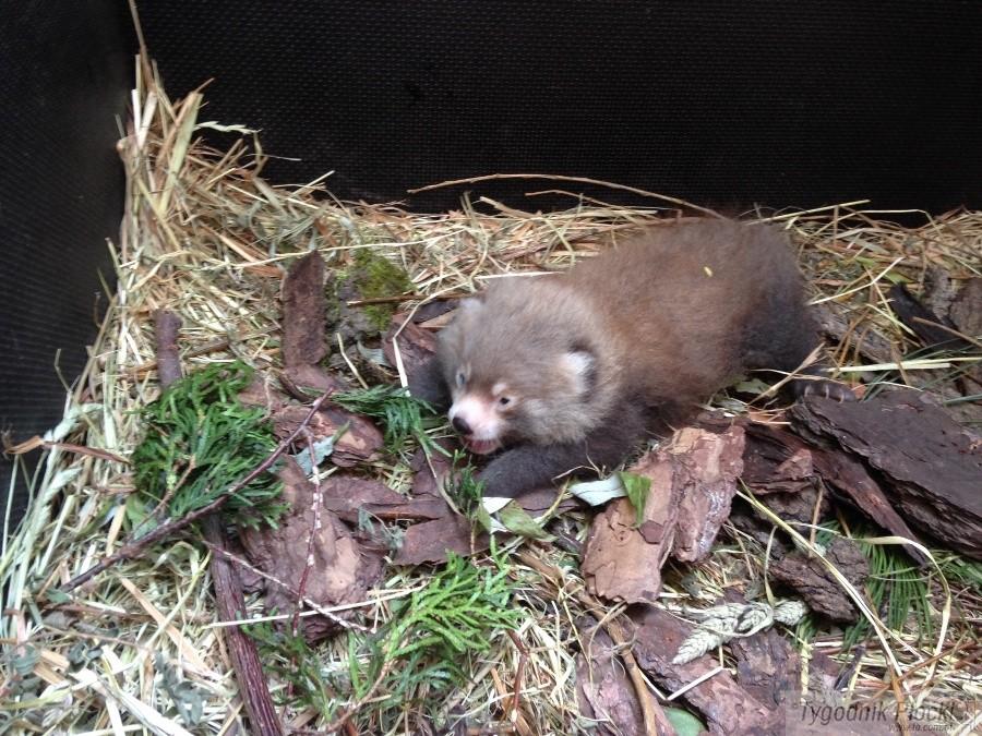 Mała panda mała w płockim ZOO