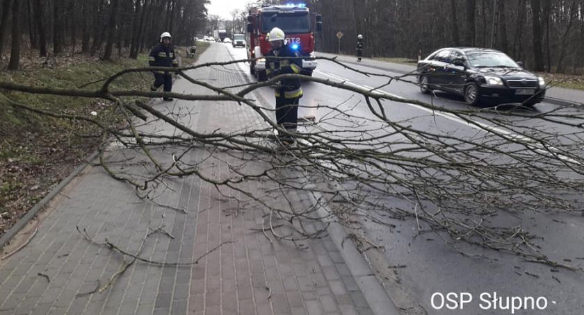 Uwaga na drzewa na drogach. Strażacy na bieżąco ratują sytuacje 