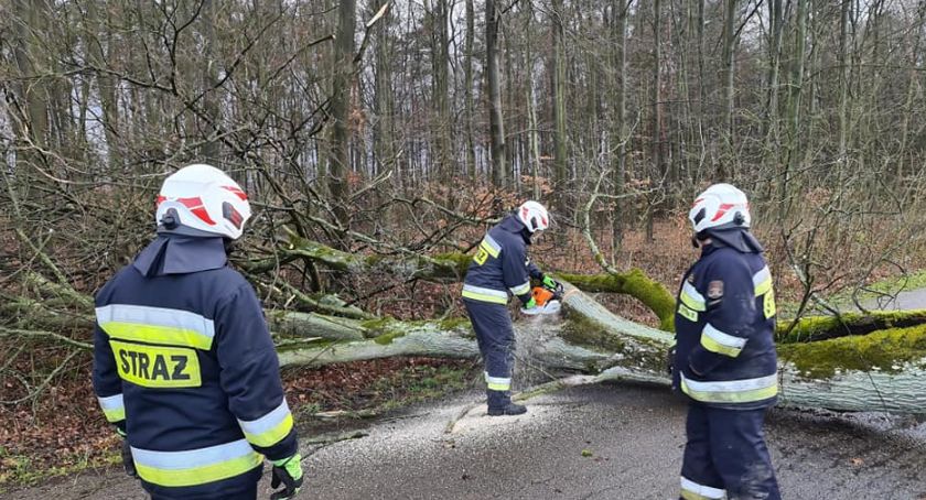 Wiatr łamie drzewa. Na szczęście nie ma poważniejszych zdarzeń