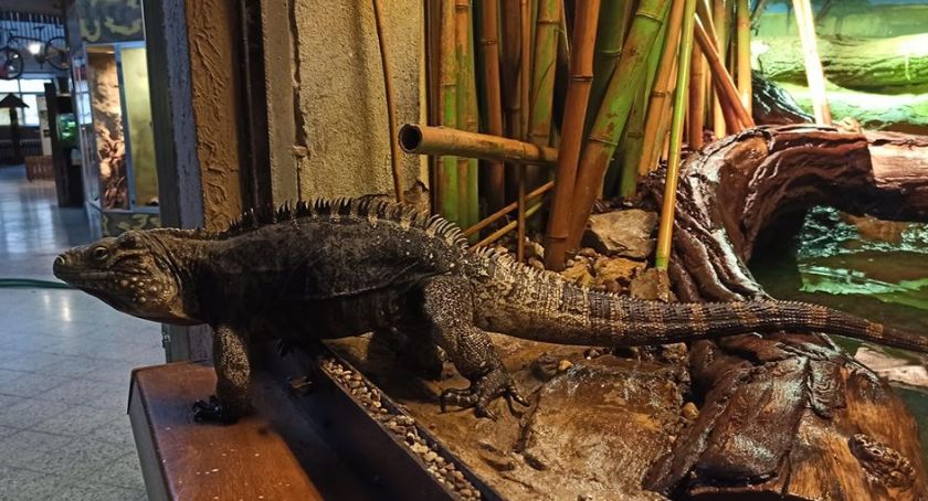 ZOO też zamknięte. Co ze zwierzętami?