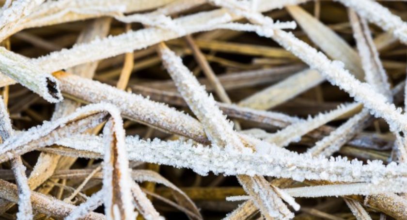 Nocami temperatura spadnie poniżej zera