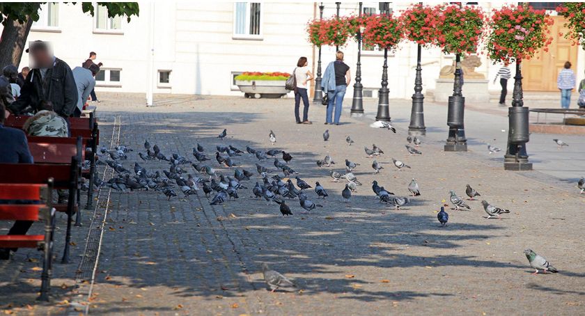 Na ile realny jest scenariusz epidemii ptasiej grypy? Nie karmić gołębi