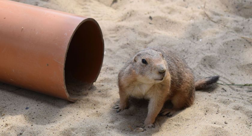 Całują się i szczekają. Nowi lokatorzy płockiego ZOO