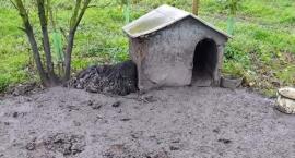 12,5 kilograma dredów. Dramatyczna interwencja OTOZ Animals